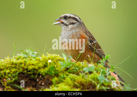 Rock Bunting (Emberiza cia) Stockfoto