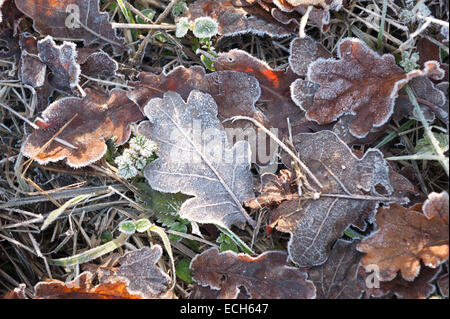 bitteren kalten frostigen Morgen Eichenlaub Blatt Wurf beschichtete Beschichtung der Frost im späten Herbst winter Stockfoto