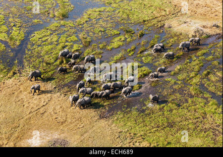 Afrikanische Elefanten (Loxodonta Africana), Zucht-Herde, roaming in einem Süßwasser-Sumpf, Luftaufnahme, Okavango Delta