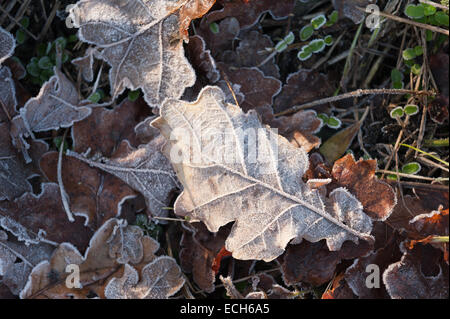 bitteren kalten frostigen Morgen Eichenlaub Blatt Wurf beschichtete Beschichtung der Frost im späten Herbst winter Stockfoto
