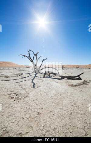 Tote Bäume bei Gegenlicht, Deadvlei, Sossusvlei, Namibia Stockfoto