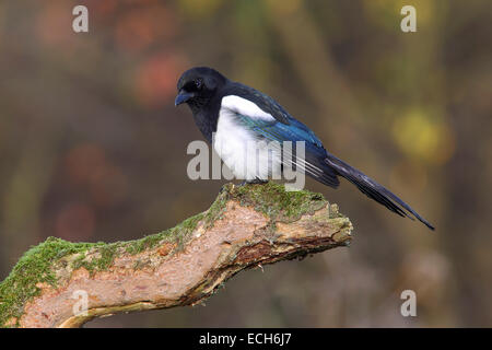 Elster (Pica Pica) sitzen auf Baum Stump, North Rhine-Westphalia, Deutschland Stockfoto