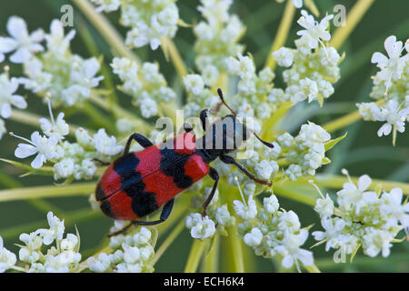 Biene-Käfer (Trichodes Apiarius), Burgenland, Österreich Stockfoto