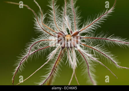 Kuhschelle (Pulsatilla Vulgaris), Samen, Kopf, Südtirol, Italien Stockfoto