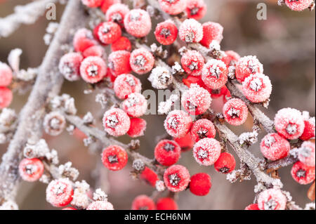 Gefrorene Frost bedeckt roten Beeren Cottoneaster Strauch eine gute Nahrungsquelle für Vögel über Winter geringe Schärfentiefe Stockfoto