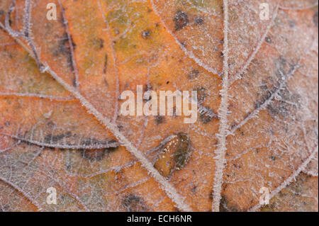 bitteren kalten frostigen Morgen Ahorn Blatt beschichtete in dicke Schicht von Raureif im späten Herbst Winter mit Eiskristallen Stockfoto
