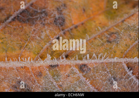 bitteren kalten frostigen Morgen Ahorn Blatt beschichtete in dicke Schicht von Raureif im späten Herbst Winter mit Eiskristallen Stockfoto