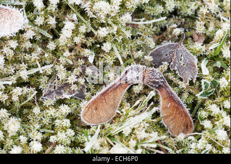warten auf in den Frühling-Ahorn-Acer-Samen keimen schlafend in einer harten Beschichtung von Frost und Eis im Winter fallen Stockfoto
