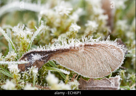 warten auf in den Frühling-Ahorn-Acer-Samen keimen schlafend in einer harten Beschichtung von Frost und Eis im Winter fallen Stockfoto