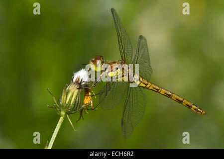 Gemeinsamen Darter (Sympetrum Striolatum), Weiblich, Burgenland, Österreich Stockfoto