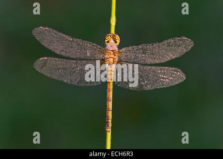 Gemeinsamen Darter (Sympetrum Striolatum), Weiblich, Burgenland, Österreich Stockfoto