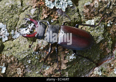 Hirschkäfer (Lucanus Cervus), Männlich, Burgenland, Österreich Stockfoto