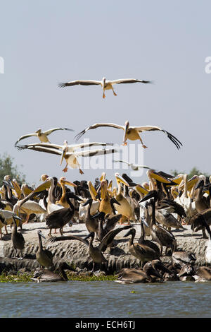 Große weiße Pelikane (Pelecanus Onocrotalus), Erwachsene, die Landung am Brutkolonie, Nationalpark Djoudj, Senegal Stockfoto