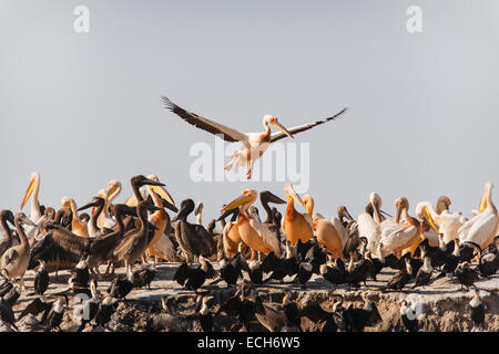 Große weiße Pelikane (Pelecanus Onocrotalus), Zucht Kolonie, Männchen, die Landung, Nationalpark Djoudj, Senegal Stockfoto