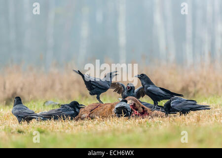 Kolkrabe (Corvus Corax), sitzen auf totes Reh, Masuren, Polen Stockfoto