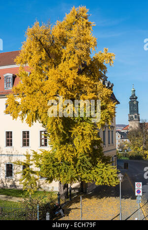 Ginkgo-Baum in herbstlichen Farben, gepflanzt von Goethe, Weimar, Thüringen, Deutschland Stockfoto