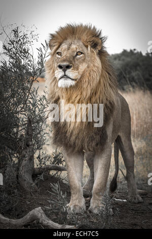 Löwe (Panthera Leo), Männchen mit einer langen Mähne, Okavango Delta, Botswana Stockfoto