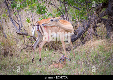 Impala (Aepyceros Melampus) weibliche unmittelbar nach der Geburt, Plazenta, vor Neugeborenen in den Rasen, Okavango Delta zeichnen Stockfoto