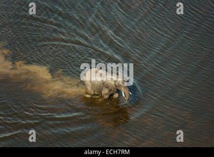 Afrikanische Elefanten (Loxodonta Africana), Stier, überqueren einen Bach, Luftaufnahme, Okavango Delta, Botswana Stockfoto