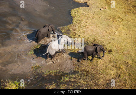 Afrikanische Elefanten (Loxodonta Africana), drei Bullen nach dem Baden in einem Süßwasser Sumpf, Luftaufnahme, Okavango Delta, Botswana Stockfoto