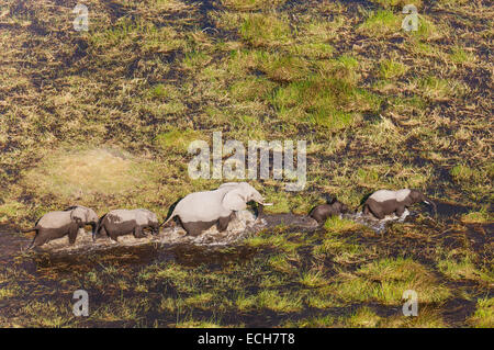 Afrikanische Elefanten (Loxodonta Africana), Kuh mit vier Kälbern, roaming in einem Süßwasser-Sumpf, Luftaufnahme, Okavango Delta Stockfoto