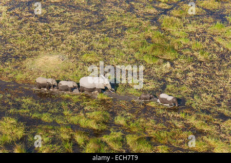 Afrikanische Elefanten (Loxodonta Africana), Kuh mit vier Kälbern, roaming in einem Süßwasser-Sumpf, Luftaufnahme, Okavango Delta Stockfoto