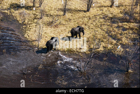 Afrikanische Elefanten (Loxodonta Africana), zwei Bullen nach dem Baden in einem Süßwasser Sumpf, Luftaufnahme, Okavango Delta, Botswana Stockfoto