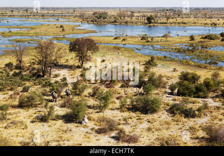 Afrikanische Elefanten (Loxodonta Africana) und südlichen Giraffe (Giraffa Giraffe Giraffa), in der Nähe des Gomoti-Flusses Stockfoto