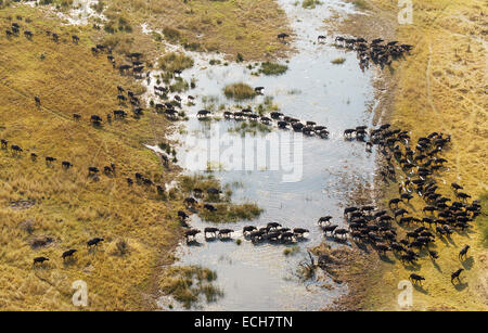 Kap-Büffel (Syncerus Caffer Caffer), überqueren ein Sumpfgebiet, fliegender Kuhreiher (Bubulcus Ibis), Okavango Delta, Botswana Stockfoto
