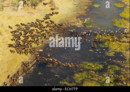 Kap-Büffel (Syncerus Caffer Caffer), überqueren ein Sumpfgebiet, fliegender Kuhreiher (Bubulcus Ibis), Okavango Delta, Botswana Stockfoto