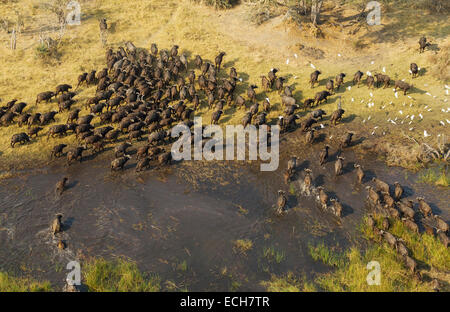 Kap-Büffel (Syncerus Caffer Caffer), überqueren ein Sumpfgebiet, fliegender Kuhreiher (Bubulcus Ibis), Okavango Delta, Botswana Stockfoto