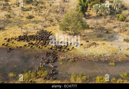 Kap-Büffel (Syncerus Caffer Caffer), überqueren ein Sumpfgebiet, fliegender Kuhreiher (Bubulcus Ibis), Okavango Delta, Botswana Stockfoto