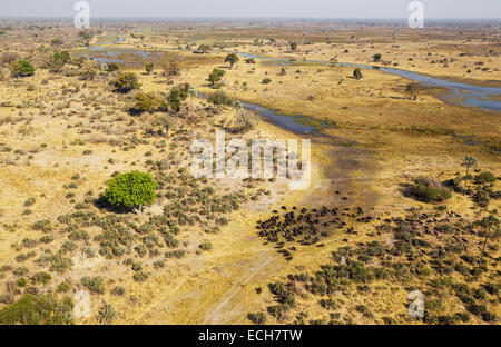 Kap-Büffel (Syncerus Caffer Caffer), Herde am Gomoti-Fluss, fliegender Kuhreiher (Bubulcus Ibis), Okavango Delta Stockfoto