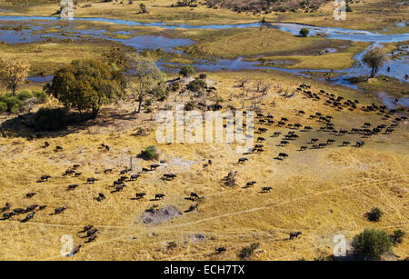 Kap-Büffel (Syncerus Caffer Caffer), roaming-Herde auf dem Gomoti River, Okavango Delta, Botswana Stockfoto