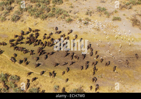 Kap-Büffel (Syncerus Caffer Caffer), roaming-Herde, fliegender Kuhreiher (Bubulcus Ibis), Okavango Delta, Botswana Stockfoto