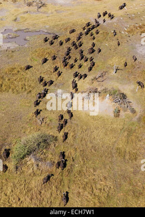 Kap-Büffel (Syncerus Caffer Caffer), roaming-Herde, fliegender Kuhreiher (Bubulcus Ibis), Okavango Delta, Botswana Stockfoto