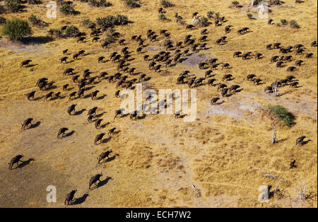Kap-Büffel (Syncerus Caffer Caffer), roaming-Herde, Okavango Delta, Botswana Stockfoto