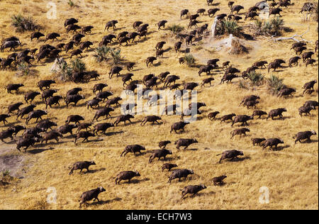 Kap-Büffel (Syncerus Caffer Caffer), roaming-Herde, Okavango Delta, Botswana Stockfoto