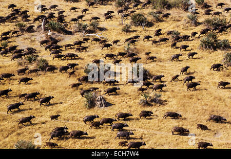 Kap-Büffel (Syncerus Caffer Caffer), roaming-Herde, Okavango Delta, Botswana Stockfoto