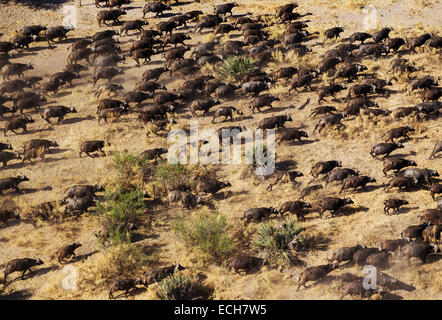 Kap-Büffel (Syncerus Caffer Caffer), roaming-Herde, Okavango Delta, Botswana Stockfoto