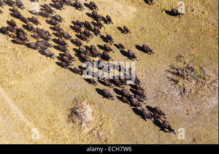Kap-Büffel (Syncerus Caffer Caffer), roaming-Herde, Okavango Delta, Botswana Stockfoto