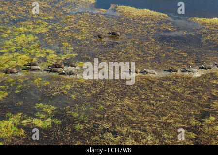 Kap-Büffel (Syncerus Caffer Caffer), roaming-Herde in einem Süßwasser-Sumpf, Okavango Delta, Botswana Stockfoto