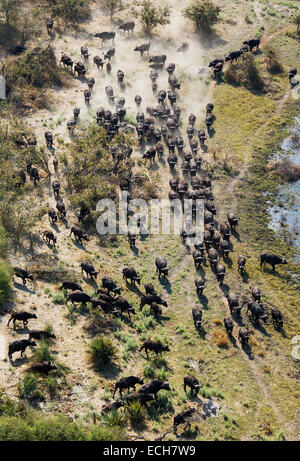 Kap-Büffel (Syncerus Caffer Caffer), roaming-Herde in einem Süßwasser-Sumpf, Okavango Delta, Botswana Stockfoto