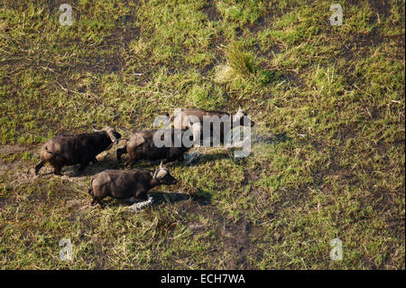 Kap-Büffel (Syncerus Caffer Caffer), vier Bullen roaming in einem Süßwasser-Sumpf, Okavango Delta, Botswana Stockfoto