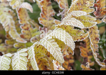 Dryopteris nachgestellte Farn Wedel gekrümmten Stiel Stammzellen gegen Ohrmuschel Klinge in Frost und Eis im Winter Spätherbst beschichtet Stockfoto