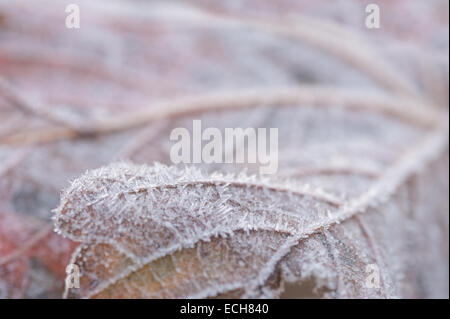 bitteren kalten frostigen Morgen Ahorn Blatt beschichtete in dicke Schicht von Raureif im späten Herbst Winter mit Eiskristallen Stockfoto