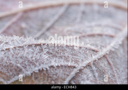 bitteren kalten frostigen Morgen Ahorn Blatt beschichtete in dicke Schicht von Raureif im späten Herbst Winter mit Eiskristallen Stockfoto