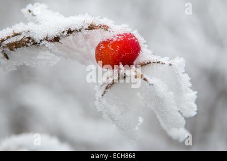 Hagebutte (Rosa Canina) bedeckt mit Schnee und Raureif, Hessen, Deutschland Stockfoto