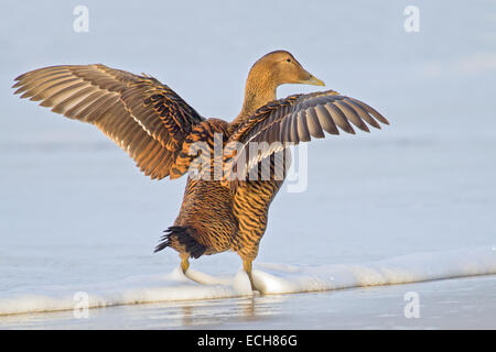 Gemeinsamen Eiderenten (Somateria Mollissima), Weibchen mit Flügel ausgestreckt, Helgoland, Schleswig-Holstein, Deutschland Stockfoto