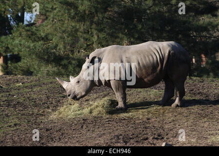 Afrikanische weiße Nashorn (Rhinoceros Ceratotherium Simum) Fütterung auf Heu Stockfoto